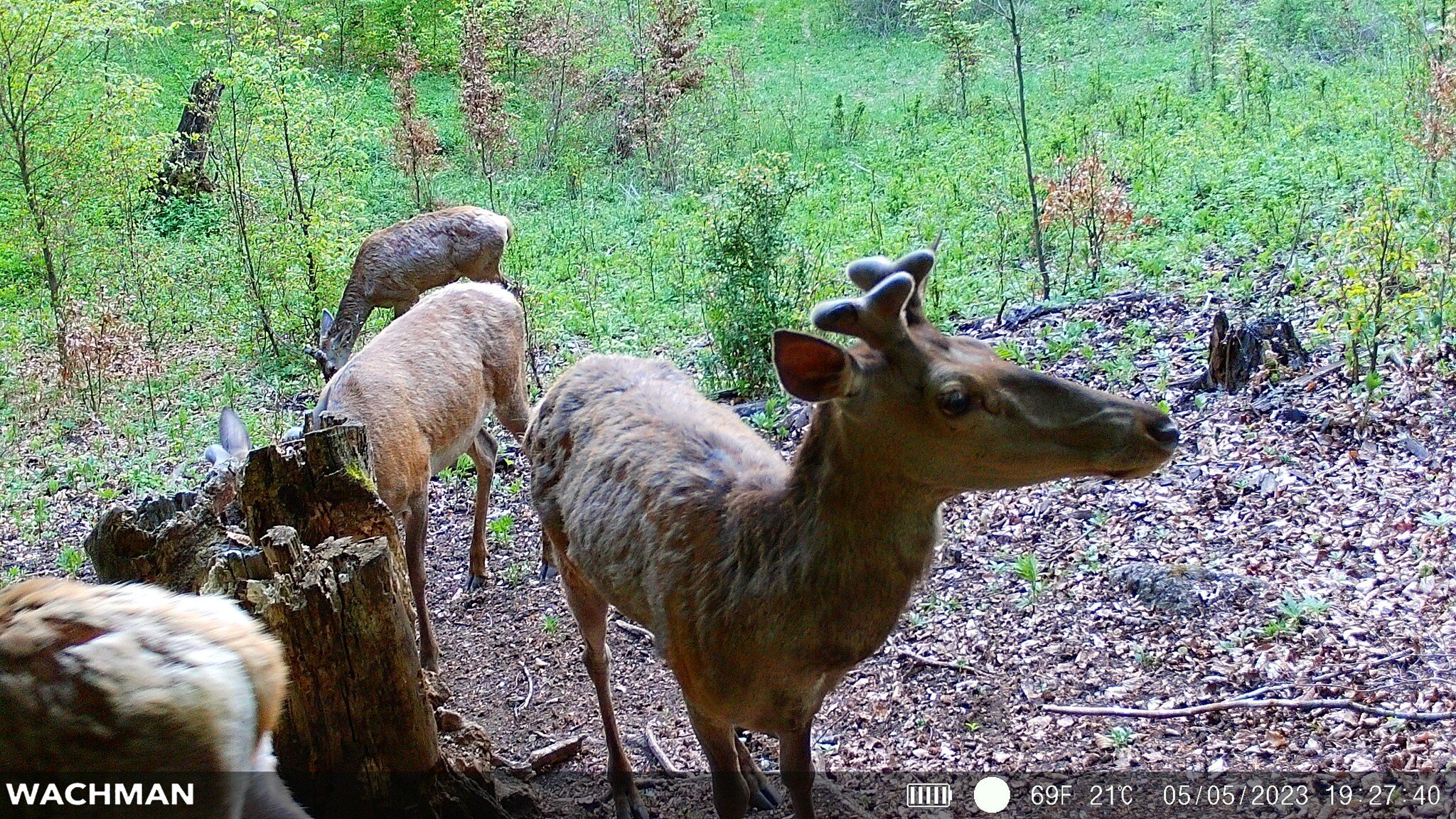 Wildlife captured by Wachman